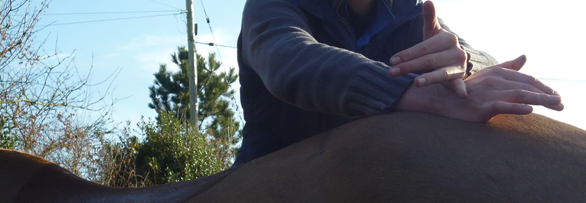 Equine symptoms can be mistaken for misbehaviour or disobedience