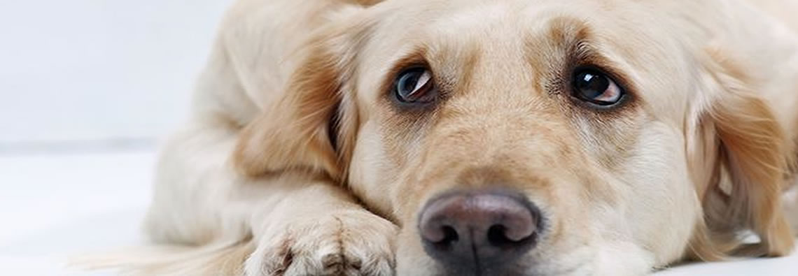 Canine symptoms can be mistaken for depression, laziness or aggression